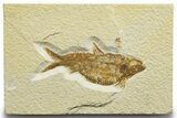 Detailed Fossil Fish (Knightia alta) - Wyoming #329716-1